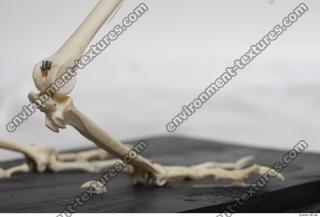 hen skeleton 0071